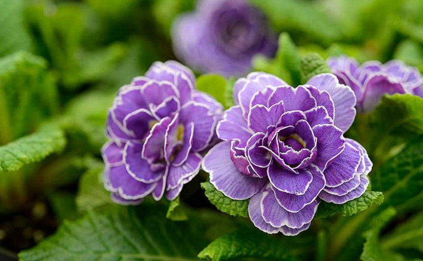 Примула Аметист Айс Примула Аметист Айс