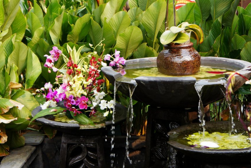 Рослини для фонтану Рослини для фонтану