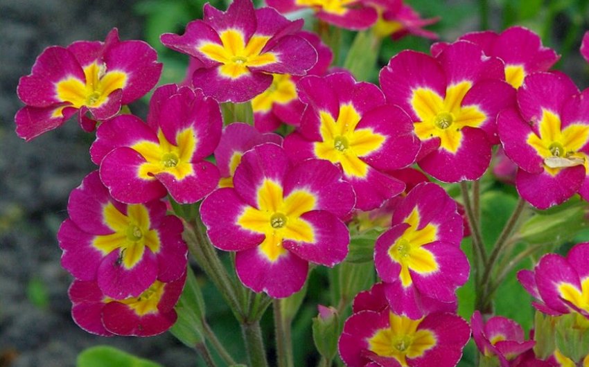 Примула Оріон Примула Оріон