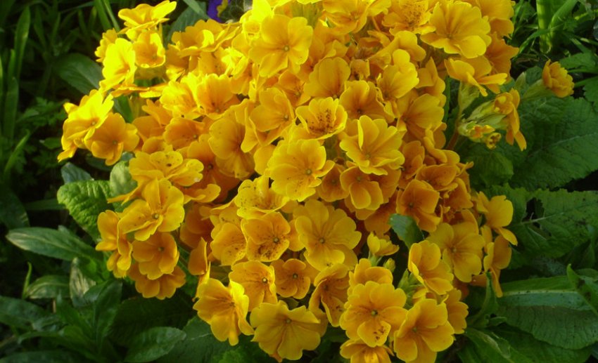 Примула Salom Golden Yellow Примула Salom Golden Yellow