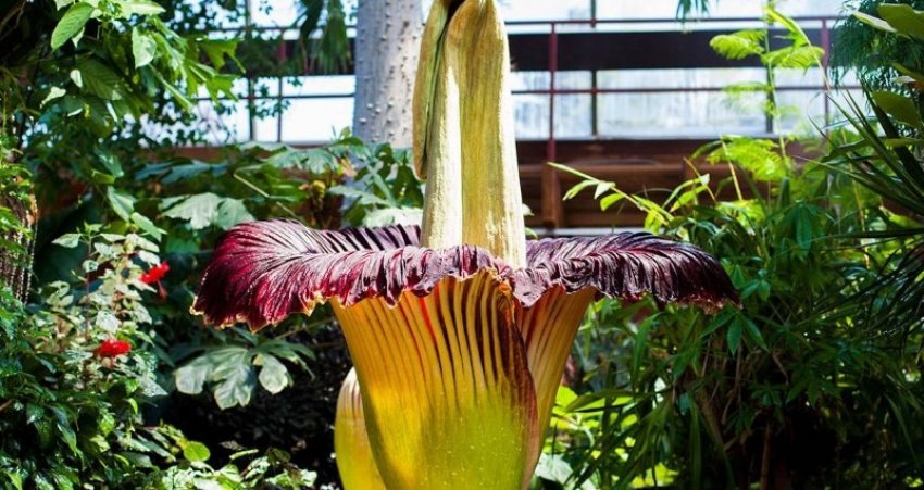 Аморфофаллус титанічний