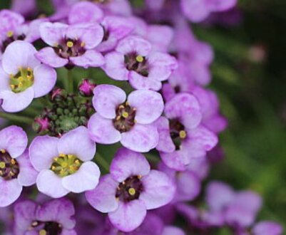 Види та популярні сорти аліссуму