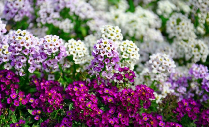 Аліссум Аліссум