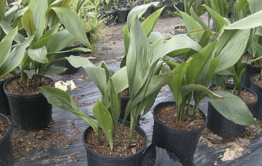 Аспідістра Аспідістра