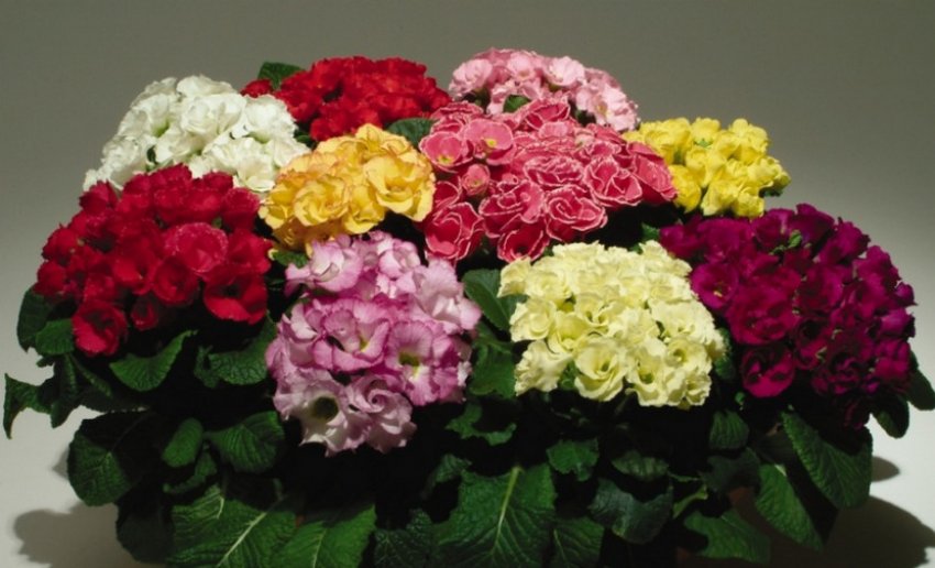 Примула Примлет Примула Примлет