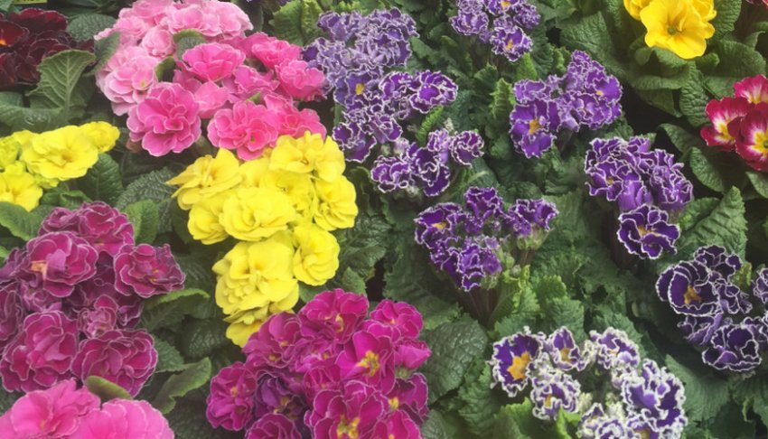 Примула Палома мікс Примула Палома мікс