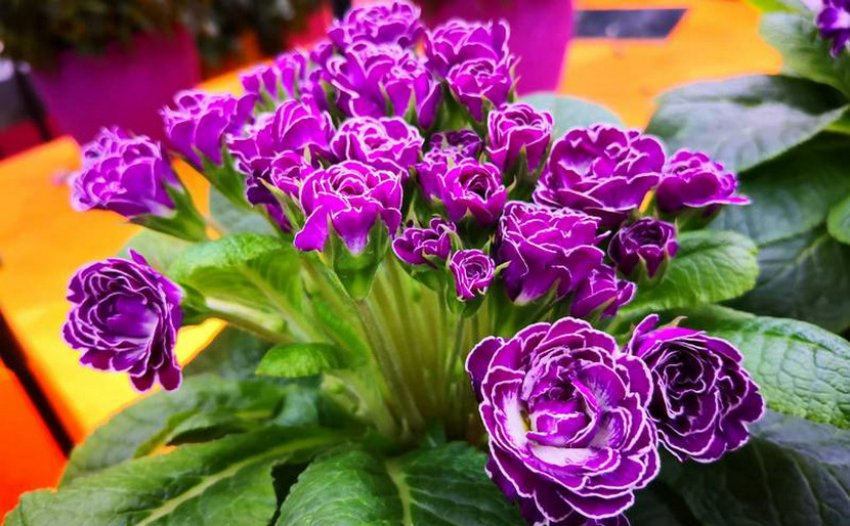 Примула Кенді Фрост Примула Кенді Фрост