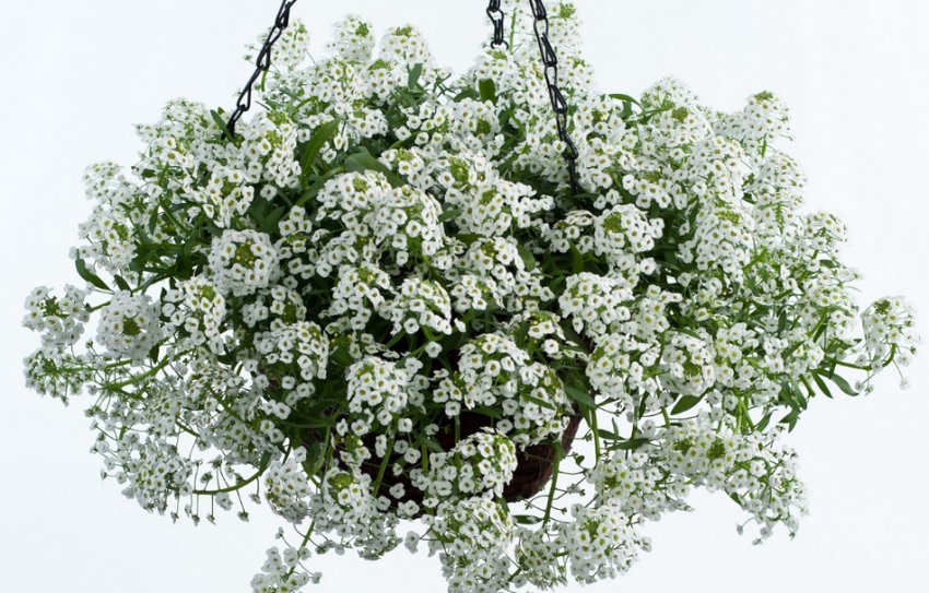 Чистий Кристалл Чистий Кристалл