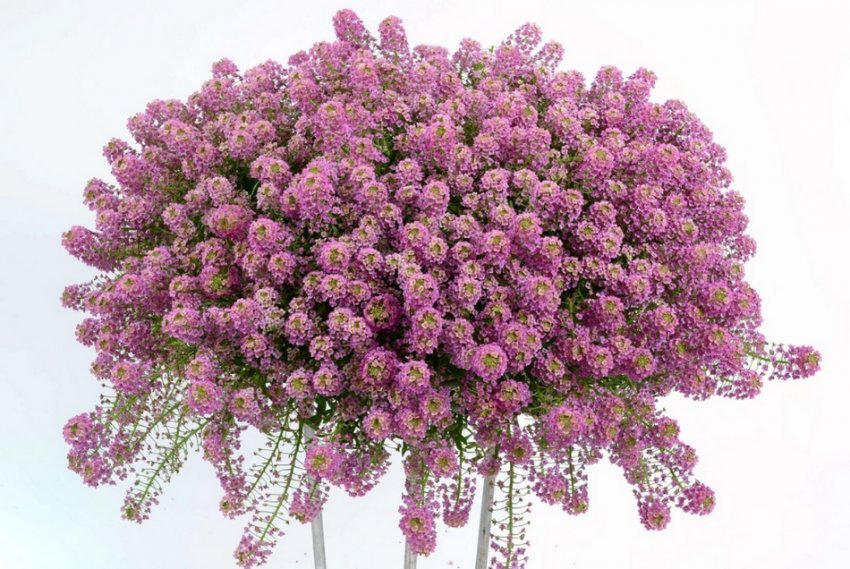 Фіолетова Принцеса Фіолетова Принцеса