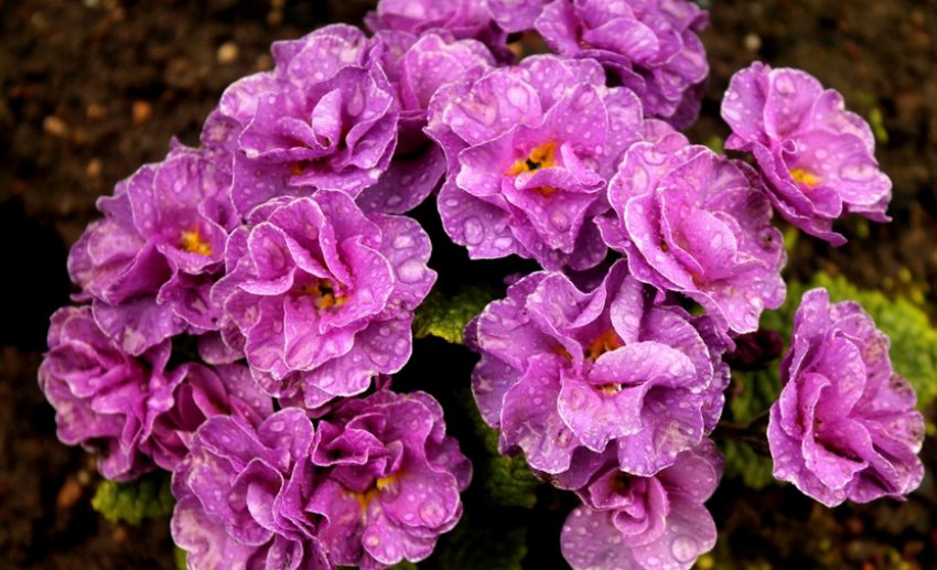 Примула Розі Примула Розі