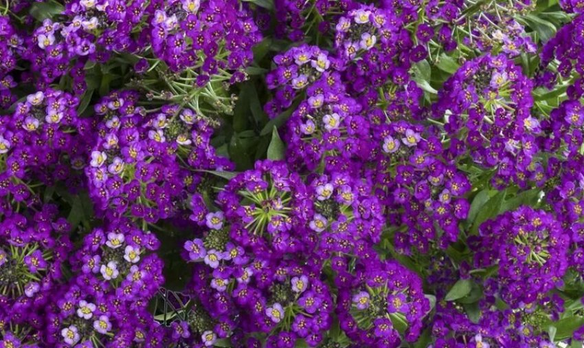 Східна ніч Східна ніч