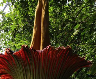 Аморфофаллус: опис рослини, вирощування і догляд в домашніх умовах