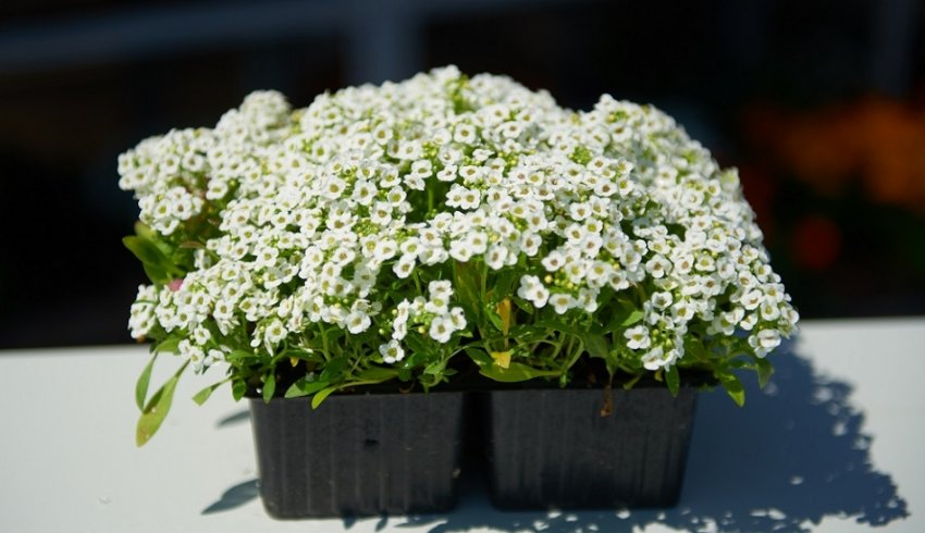 Сніжний килим Сніжний килим