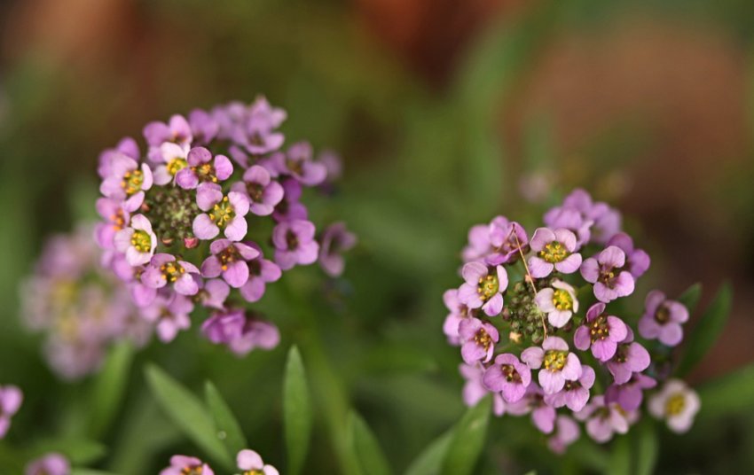 Пасхальна Шапка Пасхальна Шапка