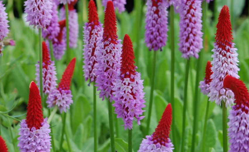 Примула Віаля Примула Віаля