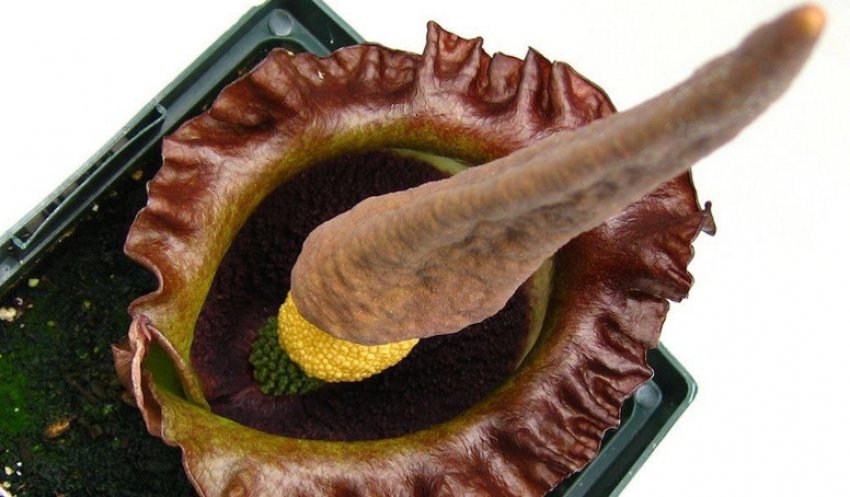 Аморфофаллус дзвонова