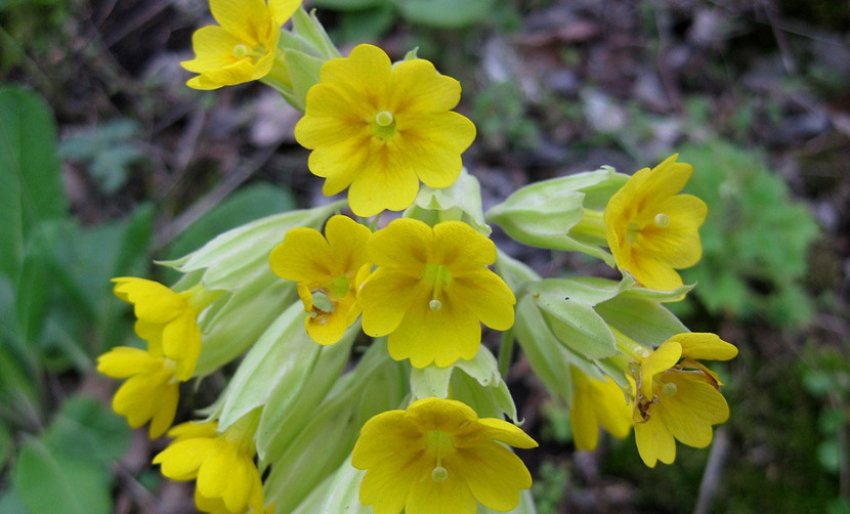 Примула квіткова Примула квіткова