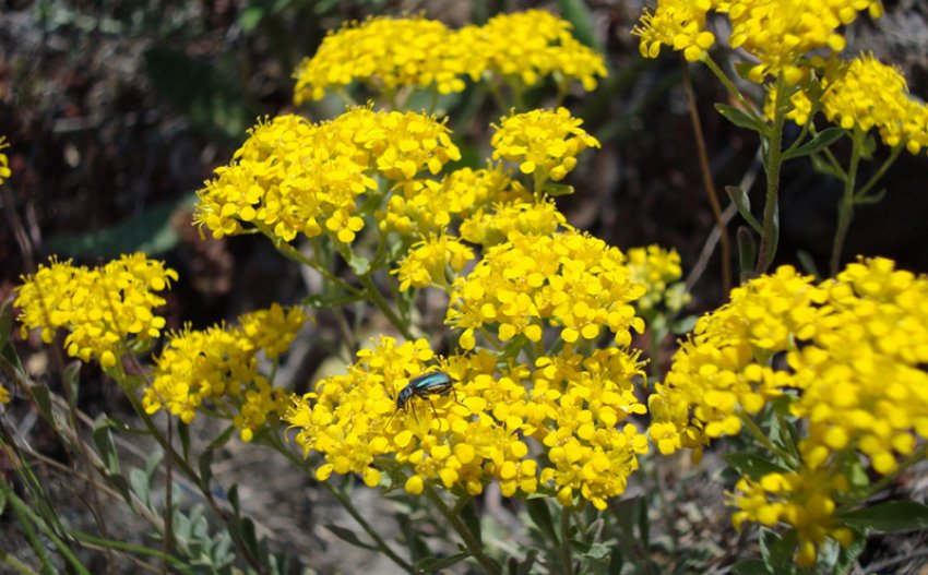 Сніжна Королева Сніжна Королева