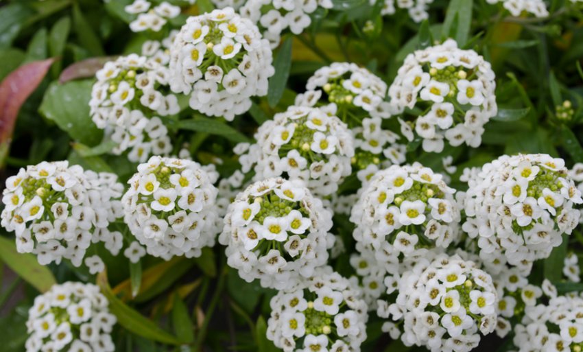 Бімбо Бімбо