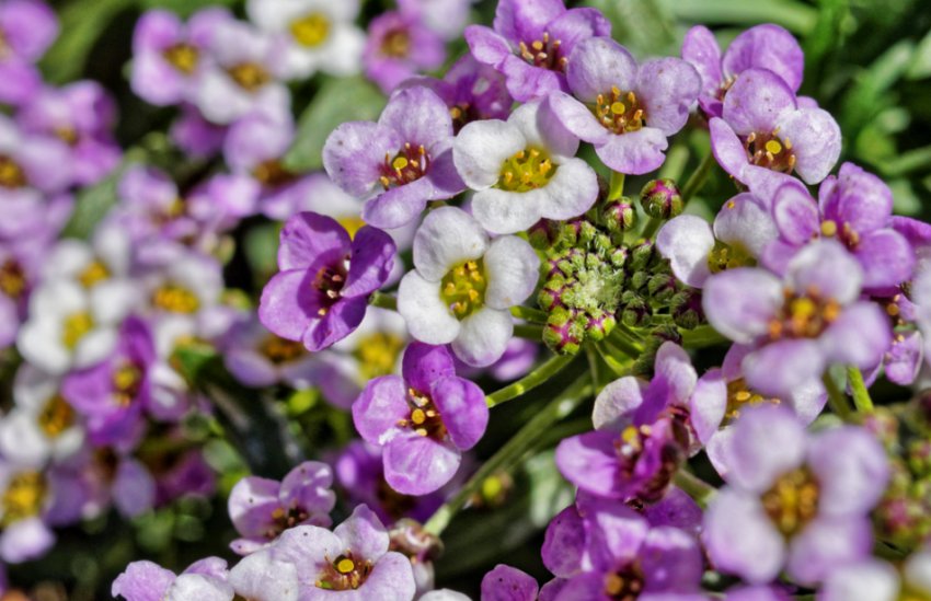 Фіолетова димка Фіолетова димка