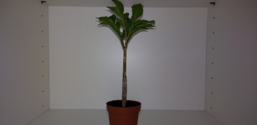 Аморфофаллус коньяк