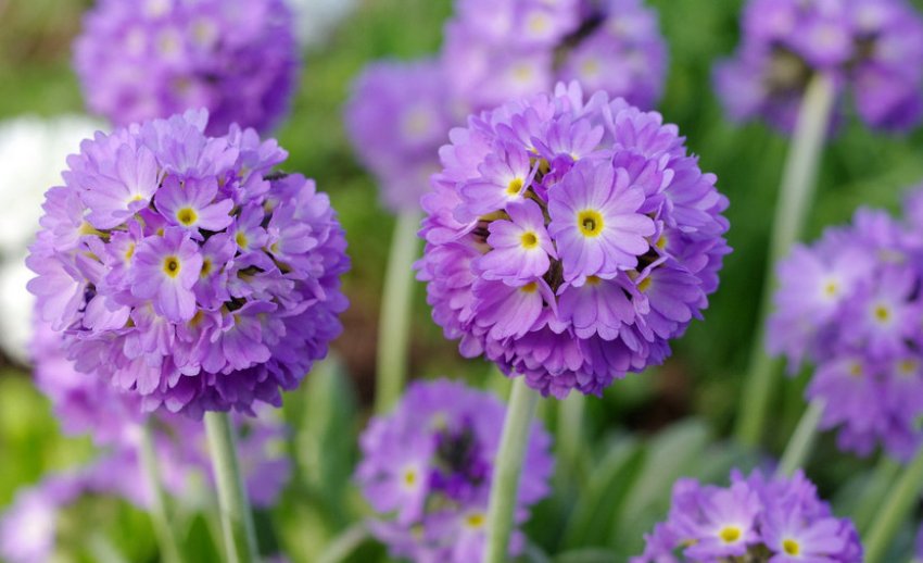 Природа Лілак Природа Лілак