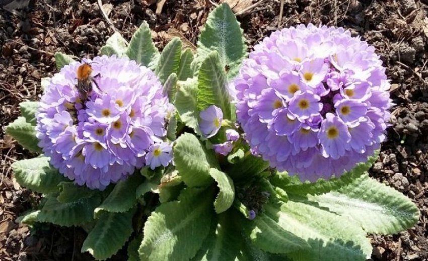 Природа Cashmeriana Природа Cashmeriana