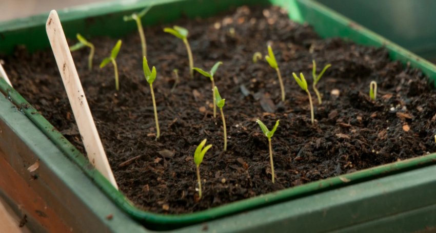 Маленькі сходи огірків Маленькі сходи огірків