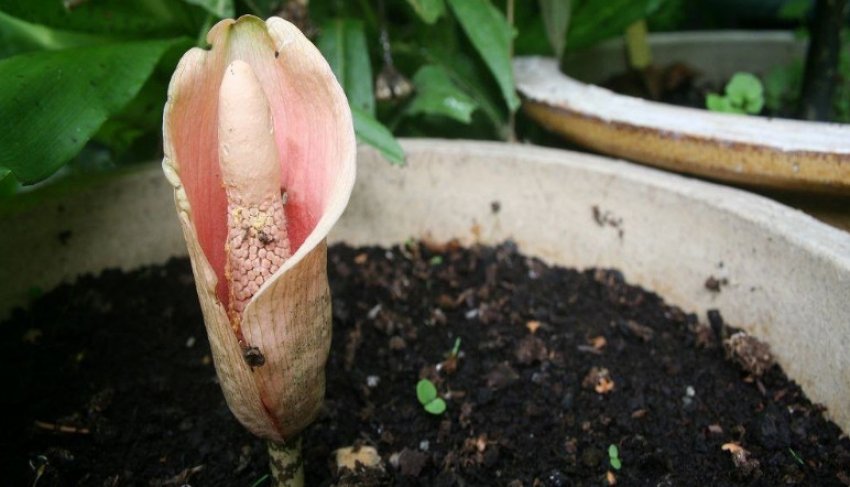 Аморфофаллус цибуленосний