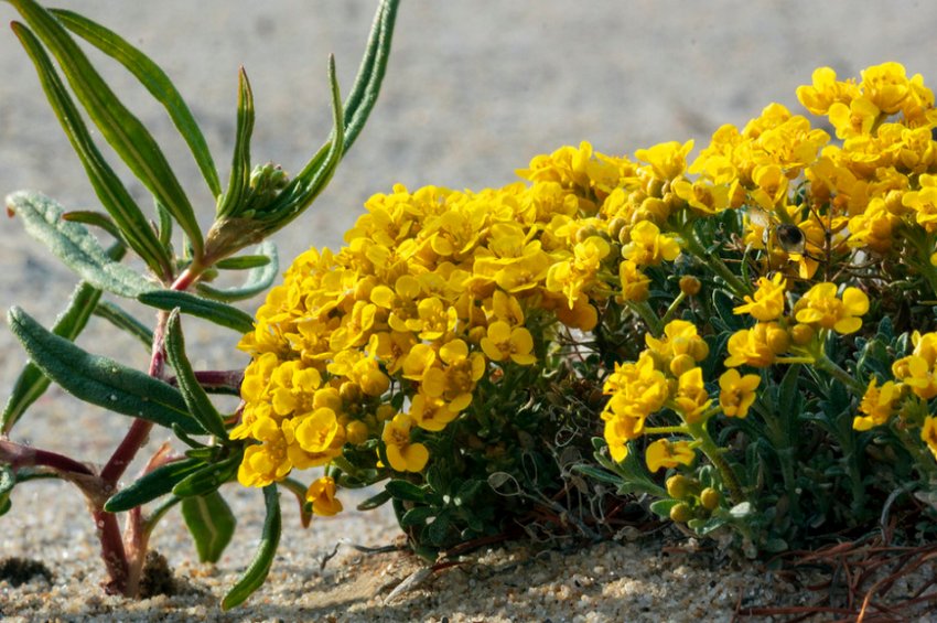 Золота хвиля Золота хвиля