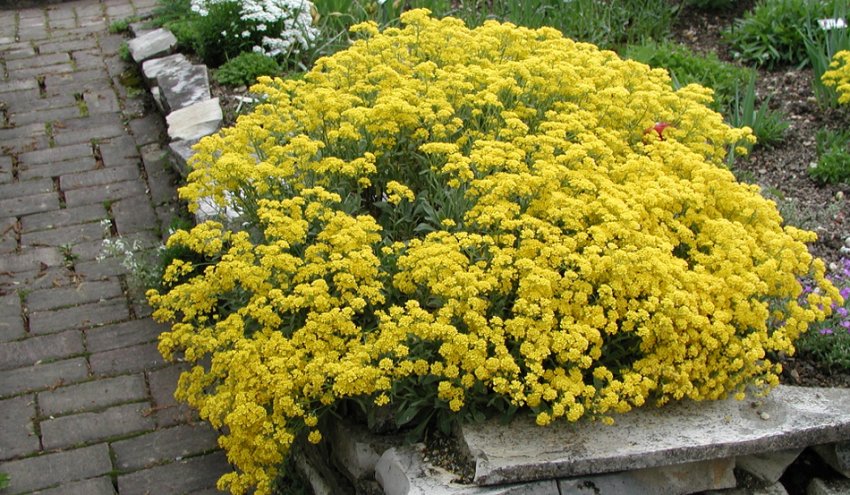 Цитринум Цитринум