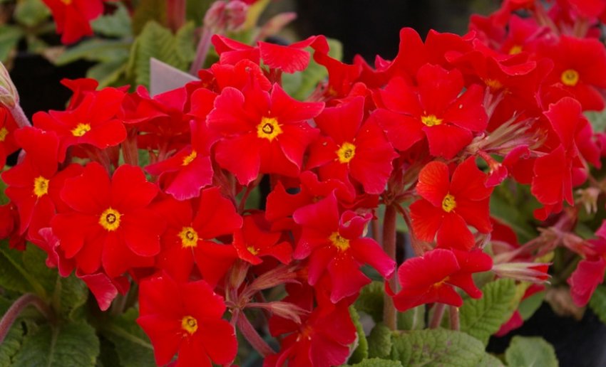 Природа Дон Кіф Природа Дон Кіф