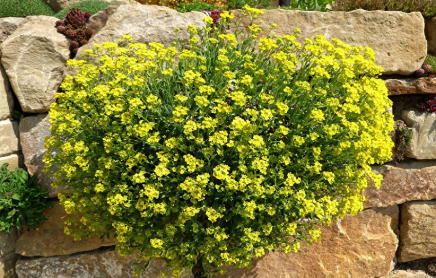 Повзучий аліссум Повзучий аліссум