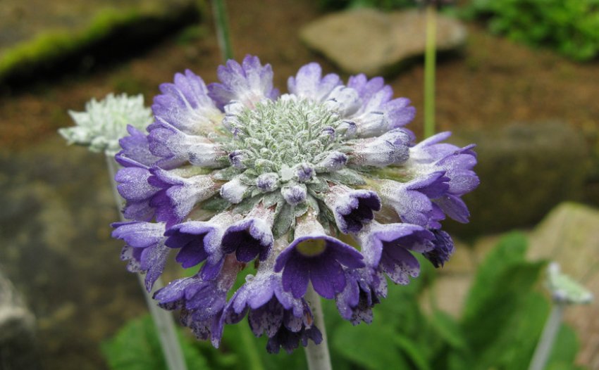 Природа Мура Природа Мура