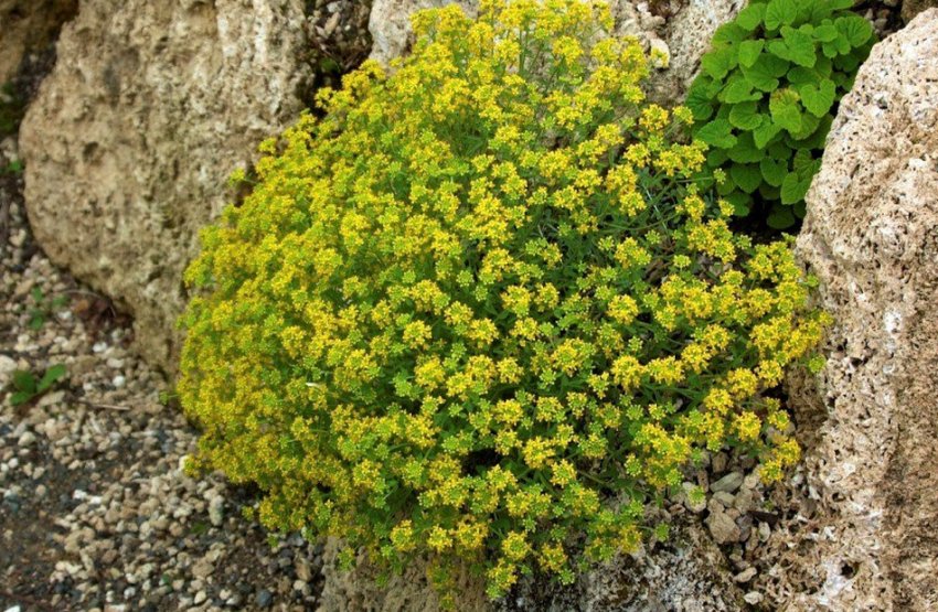 Ленський Ленський