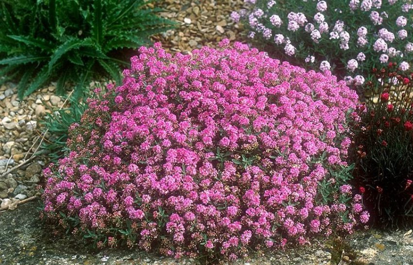 Рожевий килим Рожевий килим