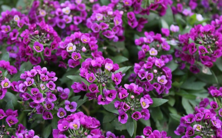 Біг Джем Вайт Бриліант Біг Джем Вайт Бриліант