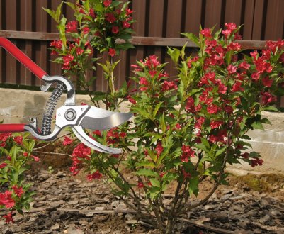 Як правильно обрізати вейгелу