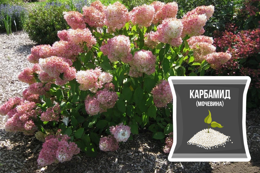 Гортензия метельчатая Тач оф Пинк (Hydrangea paniculata Touch of Pink ...