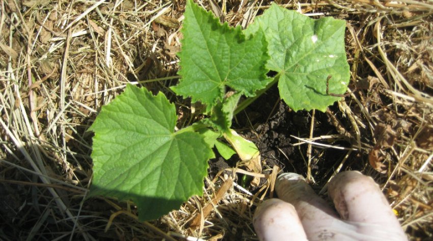 Посадка огірків Посадка огірків