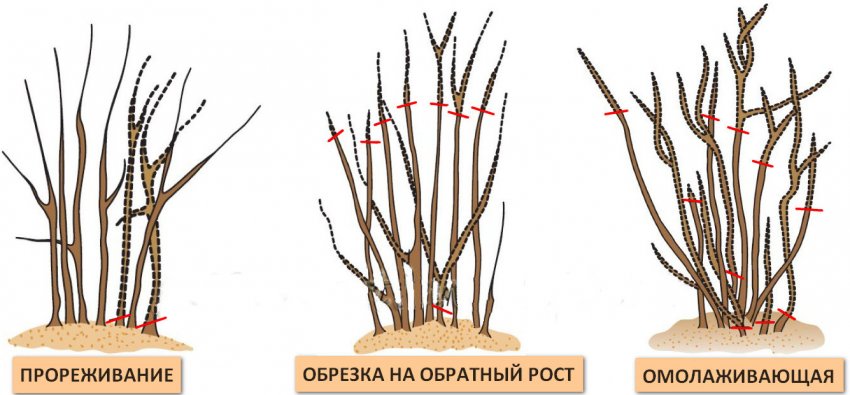 Как укоренить вейгелу осенью. Смотреть фото Как укоренить вейгелу осенью. Смотреть картинку Как укоренить вейгелу осенью. Картинка про Как укоренить вейгелу осенью. Фото Как укоренить вейгелу осенью