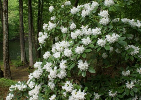 Морозоустойчивые виды и сорта рододендронов