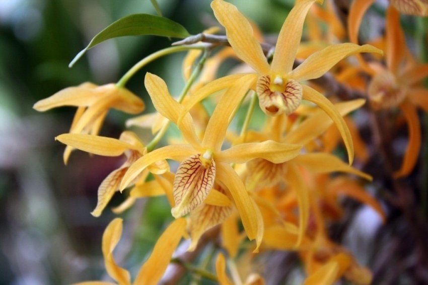 Дендробіум стардаст