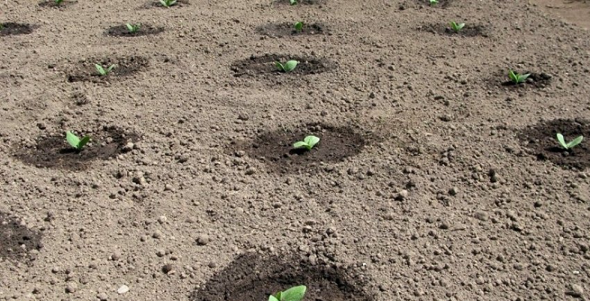 Посадка огірків Посадка огірків