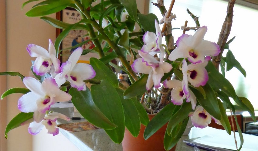 Орхідея Ямамото