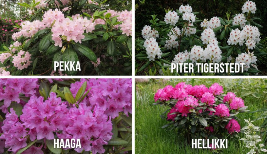 Сорти рододендрона для Ленінградської області Сорти рододендрона для Ленінградської області