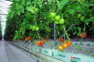 В Туркменістані відкрили теплицю з вирощування елітних томатів