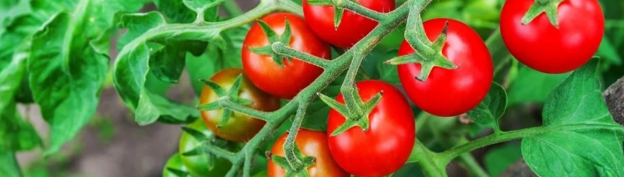 У Туркменістані відкрили теплицю для вирощування елітних помідорів