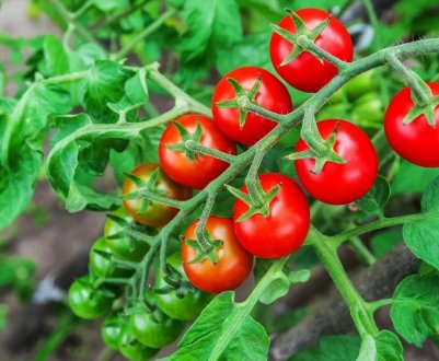 У Туркменістані відкрили теплицю для вирощування елітних помідорів