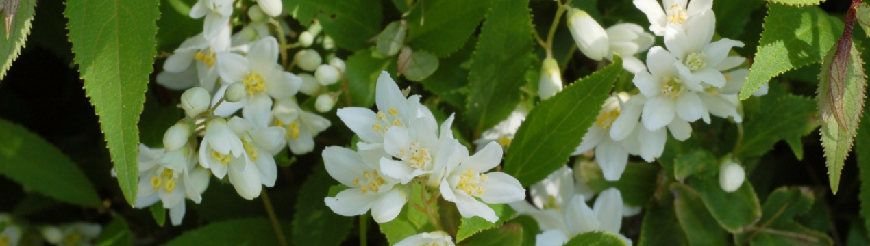 Опис та вирощування куща вісконізької дейції